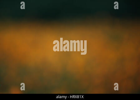 Abstract blurred bokeh Stock Photo
