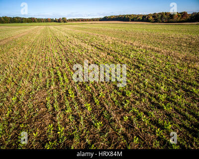 Rows of crops on Pennsylvania farm Stock Photo