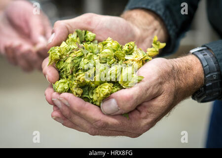 Hand of hops for brewing Stock Photo