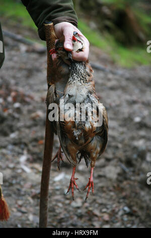 Shot Pheasant, UK