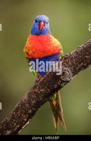 Rainbow Lorikeet, (Trichoglossus moluccanus), New South Wales, Australia Stock Photo