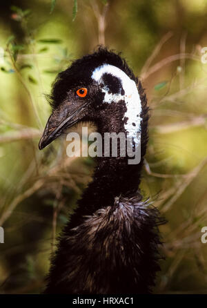Emu, (Dromaius novaehollandiae), New South Wales, Australia Stock Photo