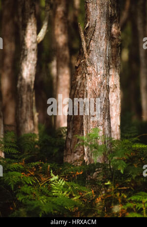 Woodland and ferns scene, New South Wales, Australia Stock Photo