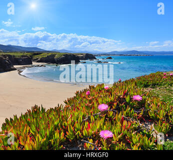 Summer sunshiny blossoming Atlantic beach Islas (Galicia, Spain) with white sand and pink flowers in front. Stock Photo