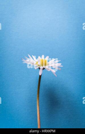 single little daisy flower on light blue textured background closeup Stock Photo