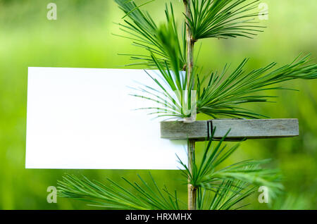 Blank card pinned on a green tree. Space for wordings. Pinned with a clothespin Stock Photo