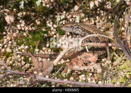 Close-up of male common lizard (Zootoca vivipara) on Surrey heathland Stock Photo