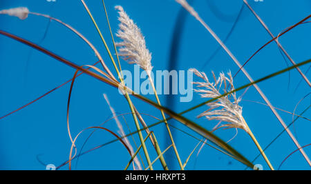 sorghastrum indian grass plants Stock Photo