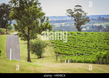 Road through the Hunter Valley Vineyards Stock Photo