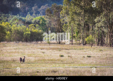 Kangaroos in the wild Stock Photo
