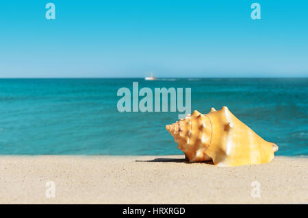 Sea shell on sandy beach Stock Photo