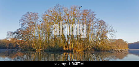 Grey Heron (Ardea cinerea), colony, Hamburg, Germany, Europe Stock Photo