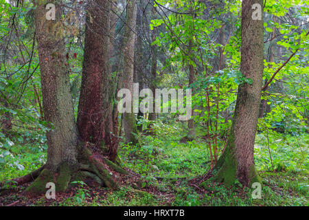 Summertime look of natural riparian stand rain after with three old alder trees in foreground, Bialowieza Forest, Poland, Europe Stock Photo