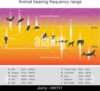 Several animal species are able to hear frequencies well beyond the human hearing range. Some dolphins and bats, for example, can hear frequencies up  Stock Vector