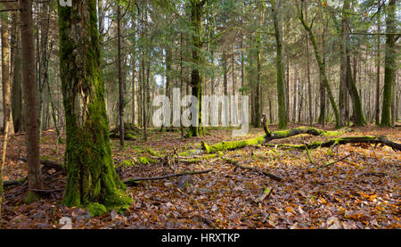 anomaly in weeping woods