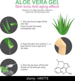 Aloe vera is a succulent plant species of the genus Aloe. It grows wild in tropical climates around the world and is cultivated for agricultural. Stock Vector