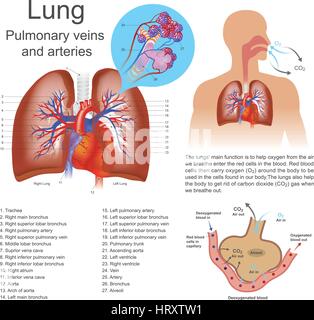 The lungs are the primary organs of respiration in humans and many other animals including a few fish and some snails. In mammals and most other verte Stock Vector