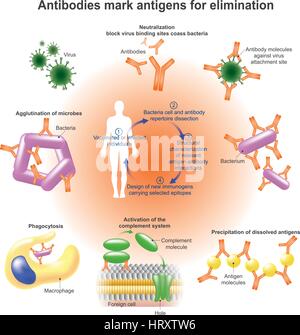 An antibody (Ab), also known as an immunoglobulin is a large, Y-shaped protein produced mainly by plasma cells that is used by the immune system Stock Vector