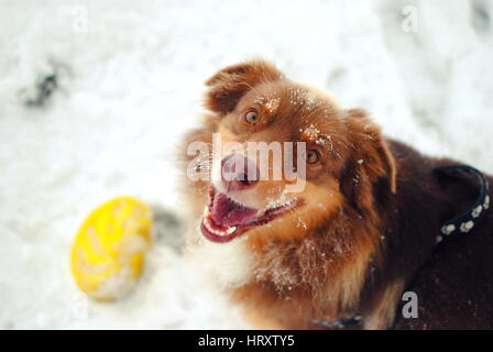 Australian Shepherd dog smiling Stock Photo