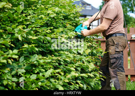 Cutting a hedge with electrical hedge trimmer Stock Photo