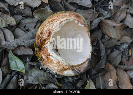 Closeup to Half of Coconut Shell on Dry Leaves Stock Photo