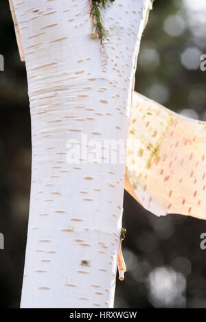 Betula utilis jacquemontii 'silver shadow' Stock Photo