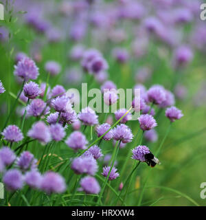 A bee on some chives Stock Photo