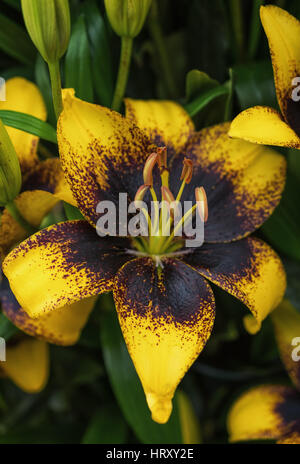 Blossoming lily flower with a dark yellow middle.