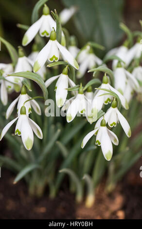 Snowdrop. Galanthus nivalis 'Viridapice' Stock Photo - Alamy