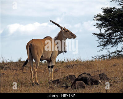 Female common eland (Taurotragus oryx), largest East African antelope in the Masai Mara Conservancies, Greater Mara, Kenya Africa Stock Photo