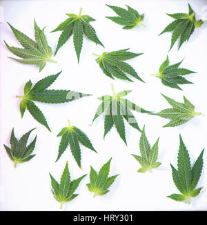 Abstract pattern of small cannabis leaves isolated over white background - medical marijuana concept Stock Photo