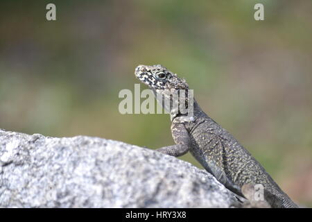 Jammu and Kashmir, India. Photograph taken near Naranag, Ganderball district. Stock Photo