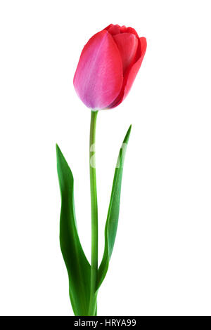 one pink tulip over white vertical composition Stock Photo