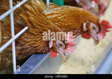Red chickens are fed from the trough on poultry farm Stock Photo