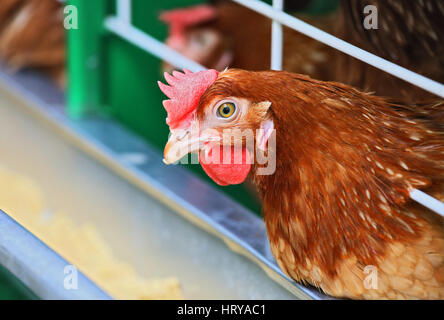 Red chicken on the farm Stock Photo