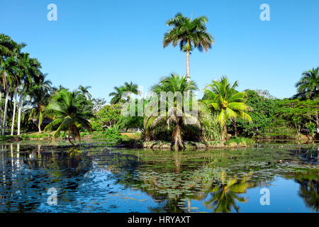 Tropical lake nearby crocodile farm at Playa Larga, Bay of Pigs, Matanzas, Cuba. Stock Photo