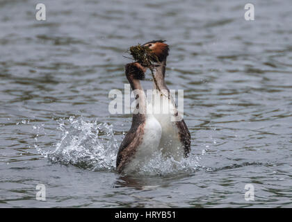 Great Crested Grebes (podiceps cristatus) performing 'weed dance' courtship display in Spring