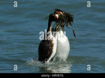 Great Crested Grebes (podiceps cristatus) performing 'weed dance' courtship display in Spring
