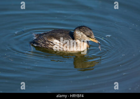 A Little Grebe (Tachybaptus ruficollis) on water surface holding a feather in beak, Rye Harbour nature Reserve, East Sussex, UK Stock Photo