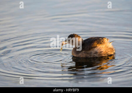 A Little Grebe (Tachybaptus ruficollis) on water surface holding a small fish in beak after successful catch, Rye Harbour nature Reserve, UK Stock Photo