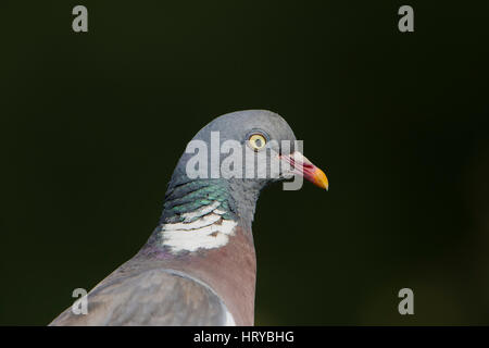 Close up portrait of a Wood Pigeon (Columba polumbus) showing collar and colours, Hastings, East Sussex,UK Stock Photo
