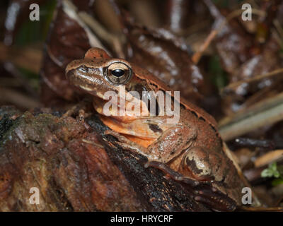 Female of Italian agile frog (Rana latastei) full of eggs, reaching the breeding site, Italy Stock Photo