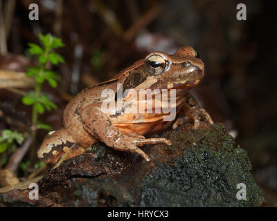 Female of Italian agile frog (Rana latastei) full of eggs, reaching the breeding site, Italy Stock Photo