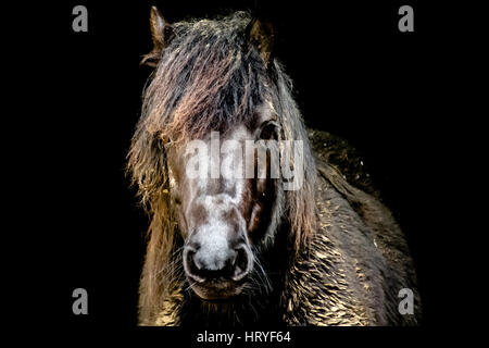 a muddy shetland pony Stock Photo
