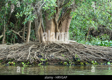 Tree in the rainforest which has a large number of tangled aerial roots, growing on a riverbank in the Pantanal region of Brazil, Mato Grosso, South A Stock Photo