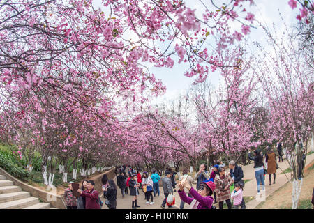 Kunming, China's Yunnan Province. 6th Mar, 2017. Tourists enjoy the cherry blossoms in Kunming, capital of southwest China's Yunnan Province, March 6, 2017. Credit: Hu Chao/Xinhua/Alamy Live News Stock Photo