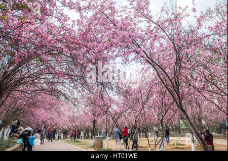 Kunming, China's Yunnan Province. 6th Mar, 2017. Tourists enjoy the cherry blossoms in Kunming, capital of southwest China's Yunnan Province, March 6, 2017. Credit: Hu Chao/Xinhua/Alamy Live News Stock Photo