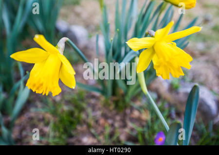 Two open yellow daffodils closeup Stock Photo