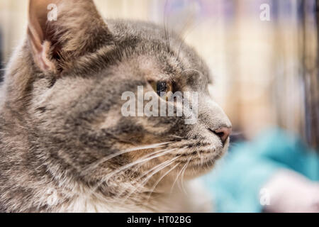 Sad grey cat in cage waiting for adoption Stock Photo