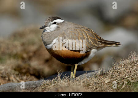 Eurasian Dotterel, Charadrius morinellus, full frame image of a female bird in full summer breeding plumage.A common species,but scarce in UK Stock Photo